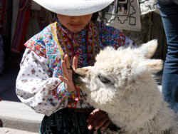 !girl & baby alpaca.jpg (40271 bytes)