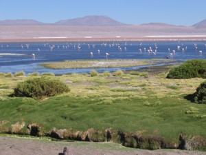 CHI EXPLORA Travesias flmaingos lake.jpg (21988 bytes)