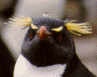 Rockhopper Peguin, Falkland Islands