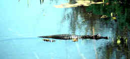 rfd-tucCaiman.jpg (10491 bytes)