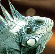 Iguana.tif (2562718 bytes)
