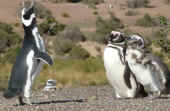 ARG VALDES Tombo three penguins.jpg (54926 bytes)